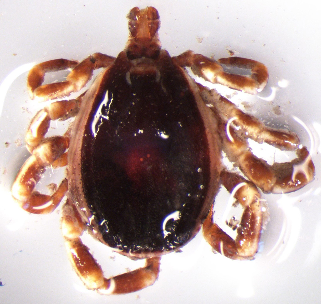 Hyalomma marginatum. Bildkälla: Giulio Grandi/SVA/TT Hyalomma marginatum. Bildkälla: Giulio Grandi/SVA/TT